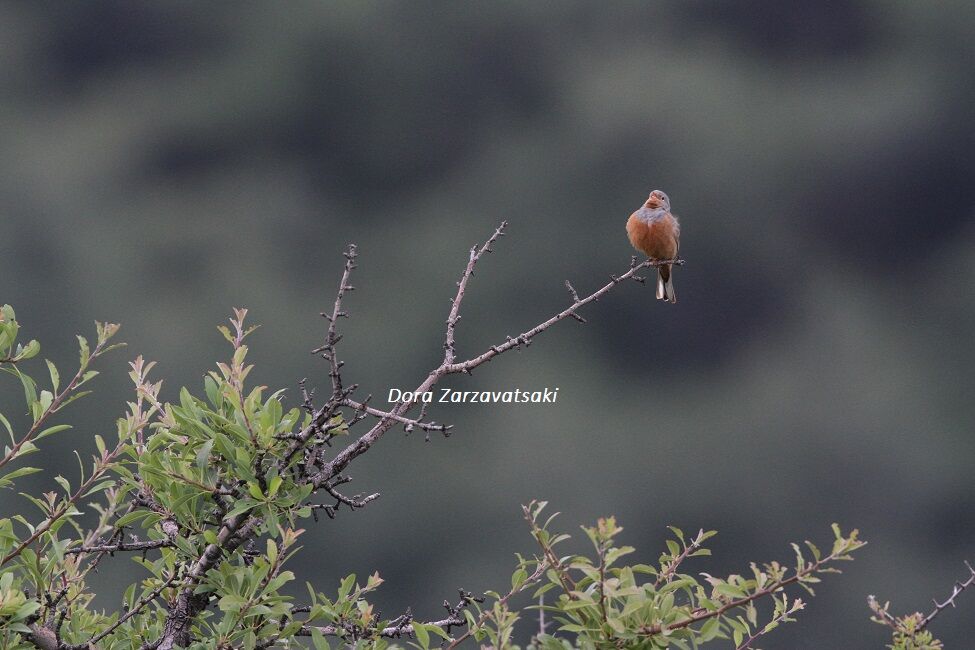 Cretzschmar's Bunting