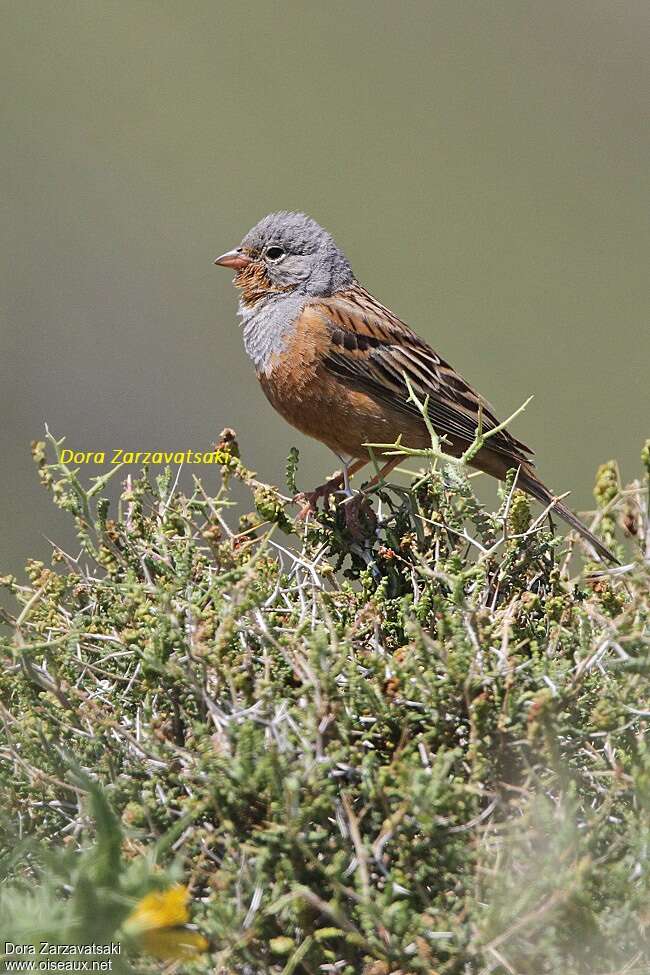 Cretzschmar's Bunting male adult, pigmentation, Behaviour