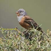 Cretzschmar's Bunting