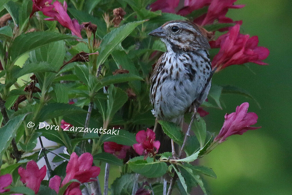 Song Sparrowadult