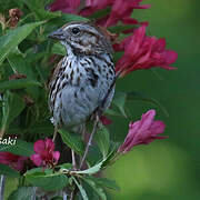 Song Sparrow