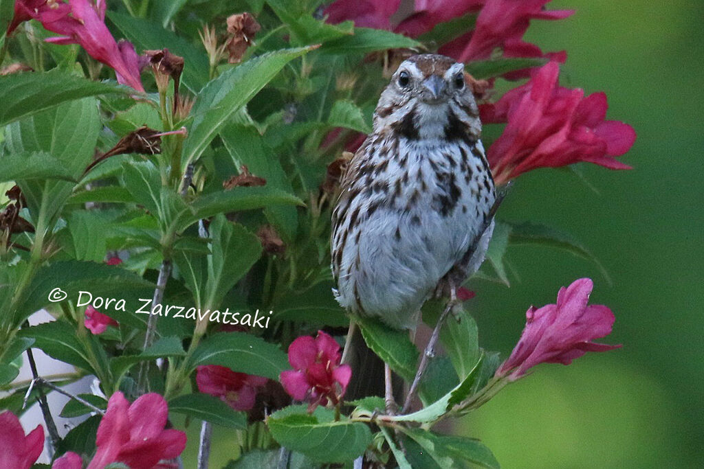 Bruant chanteuradulte