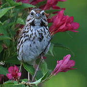 Song Sparrow