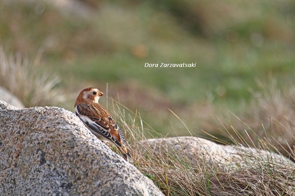 Snow Bunting