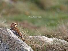 Snow Bunting