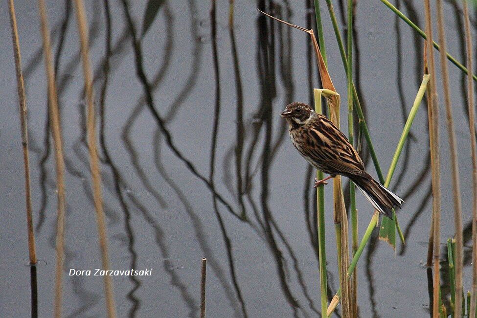 Common Reed Bunting