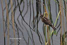 Common Reed Bunting