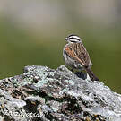 Bruant du Cap
