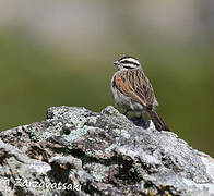 Cape Bunting