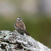 Cape Bunting