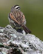 Cape Bunting