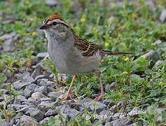 Chipping Sparrow