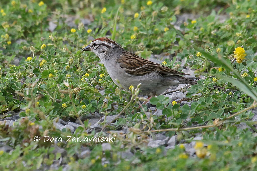 Chipping Sparrowadult