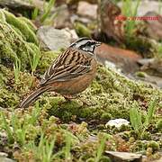 Rock Bunting