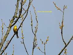 Yellowhammer