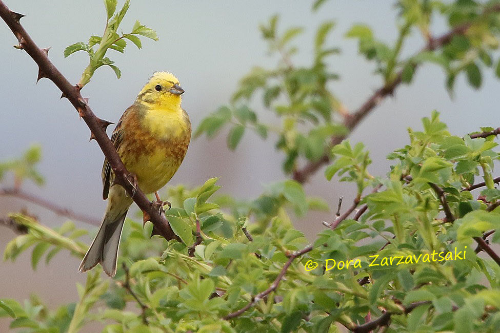 Bruant jaune mâle adulte