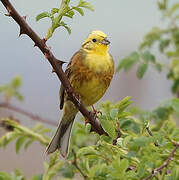 Yellowhammer