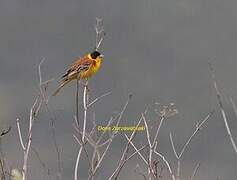 Black-headed Bunting