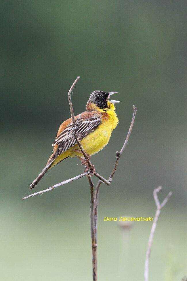 Black-headed Bunting