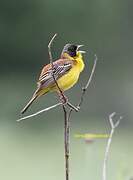 Black-headed Bunting