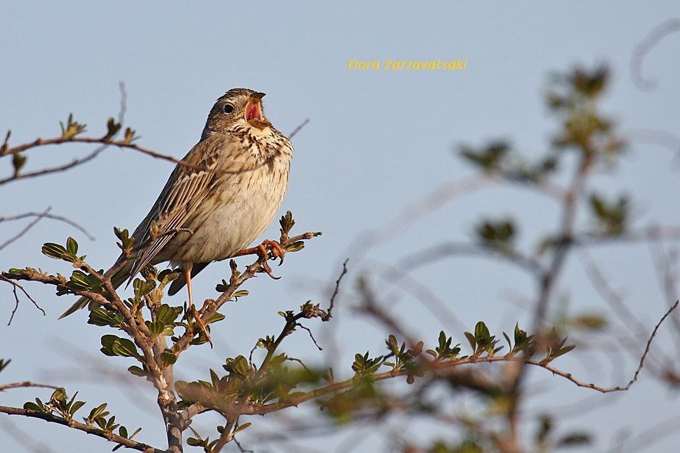 Corn Bunting