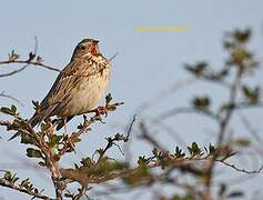 Corn Bunting