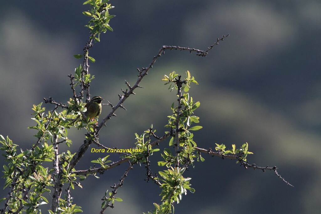 Cirl Bunting male adult, song