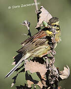 Cirl Bunting