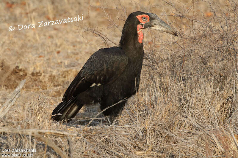 Southern Ground Hornbill male adult, identification