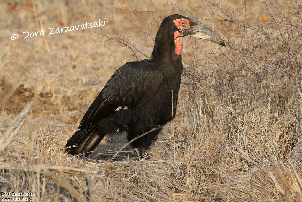 Bucorve du Sud mâle adulte, identification