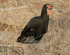 Southern Ground Hornbill