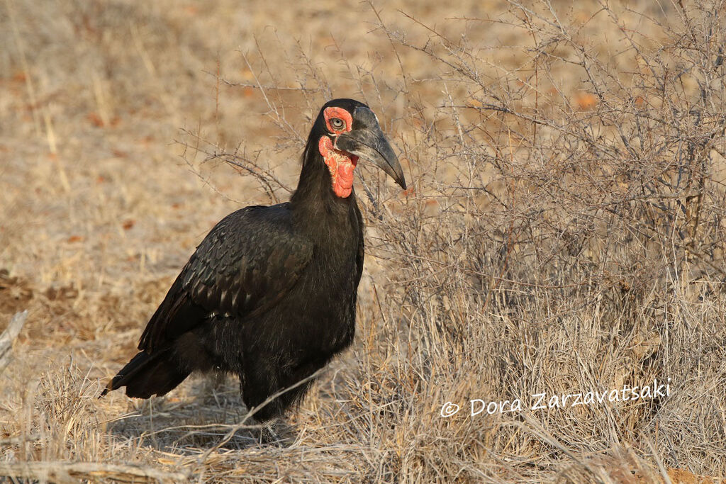 Southern Ground Hornbilladult