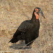 Southern Ground Hornbill