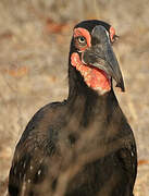 Southern Ground Hornbill