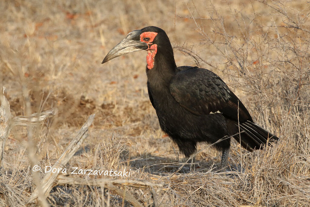 Southern Ground Hornbilladult breeding