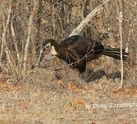 Southern Ground Hornbill