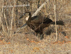 Southern Ground Hornbill