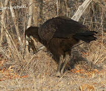 Southern Ground Hornbill