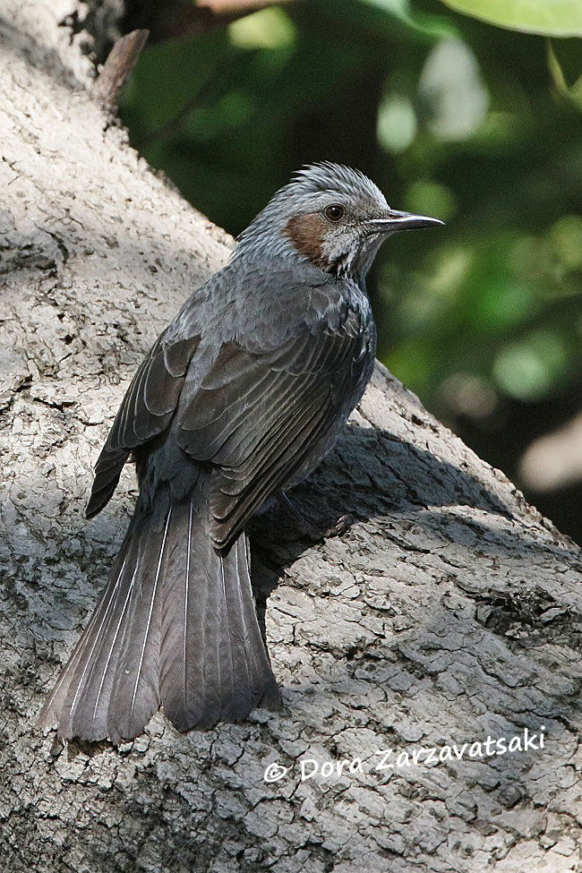 Brown-eared Bulbul