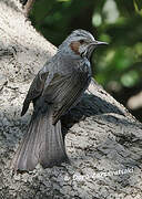 Brown-eared Bulbul