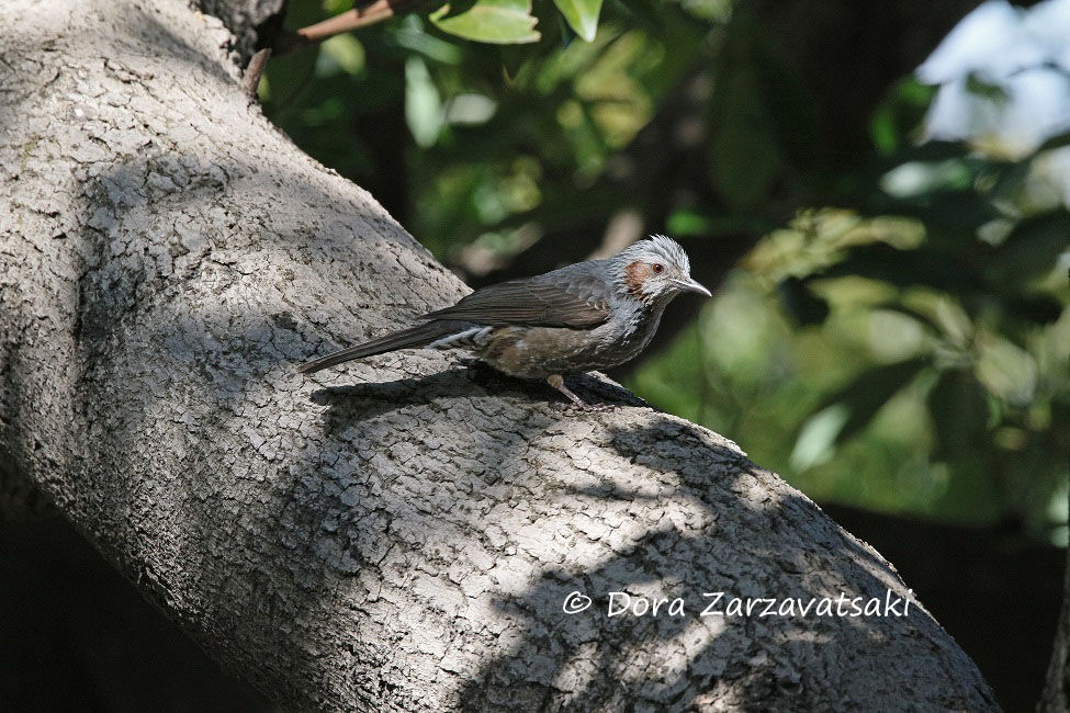 Bulbul à oreillons bruns