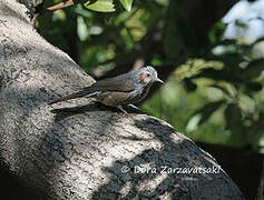 Brown-eared Bulbul