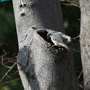 Brown-eared Bulbul