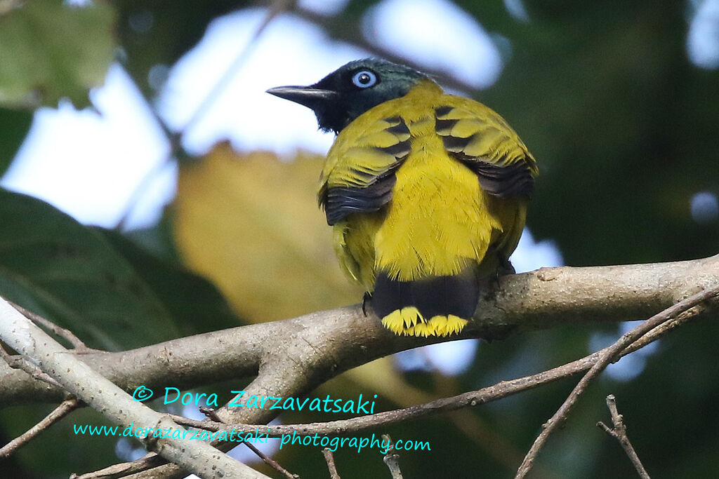 Bulbul cap-nègreadulte, identification