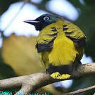 Bulbul cap-nègre