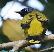 Bulbul cap-nègre