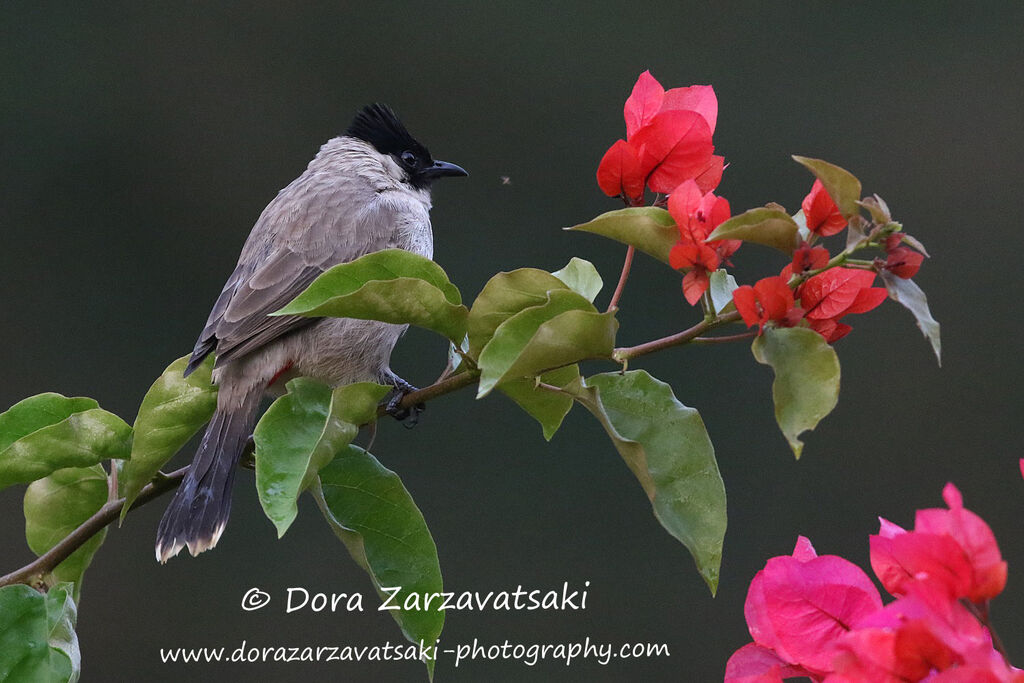 Bulbul cul-d'oradulte, identification