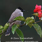 Bulbul cul-d'or