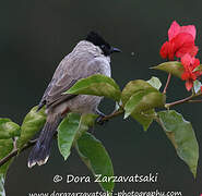 Bulbul cul-d'or