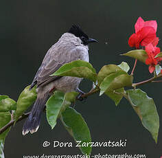 Bulbul cul-d'or